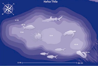 Hafsa Thila